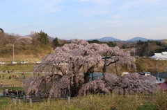 滝桜3