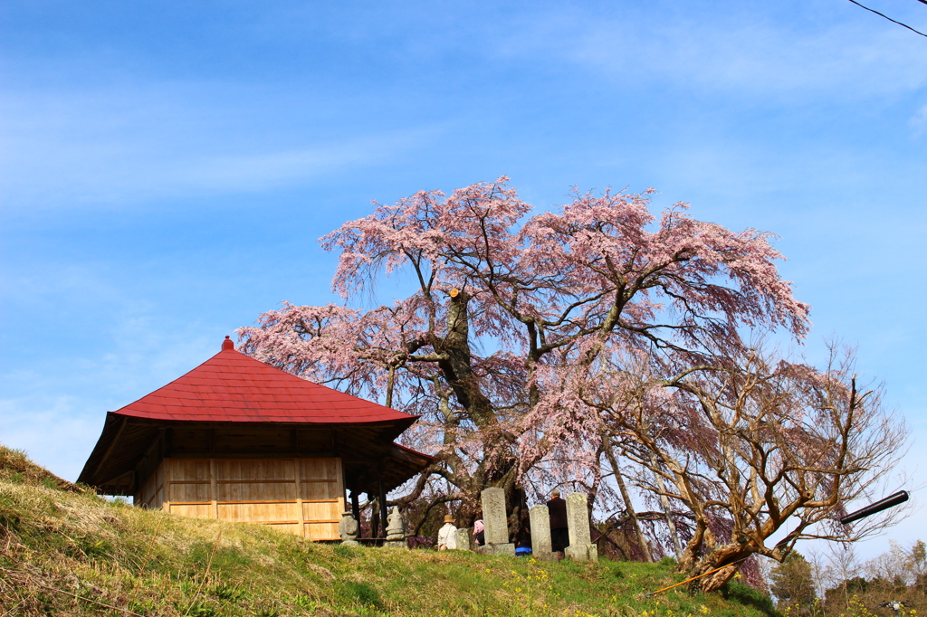 不動桜