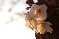 夕陽に透ける桜２