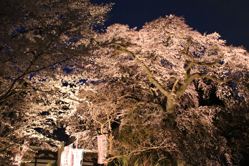 夜桜２