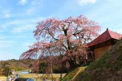 不動桜