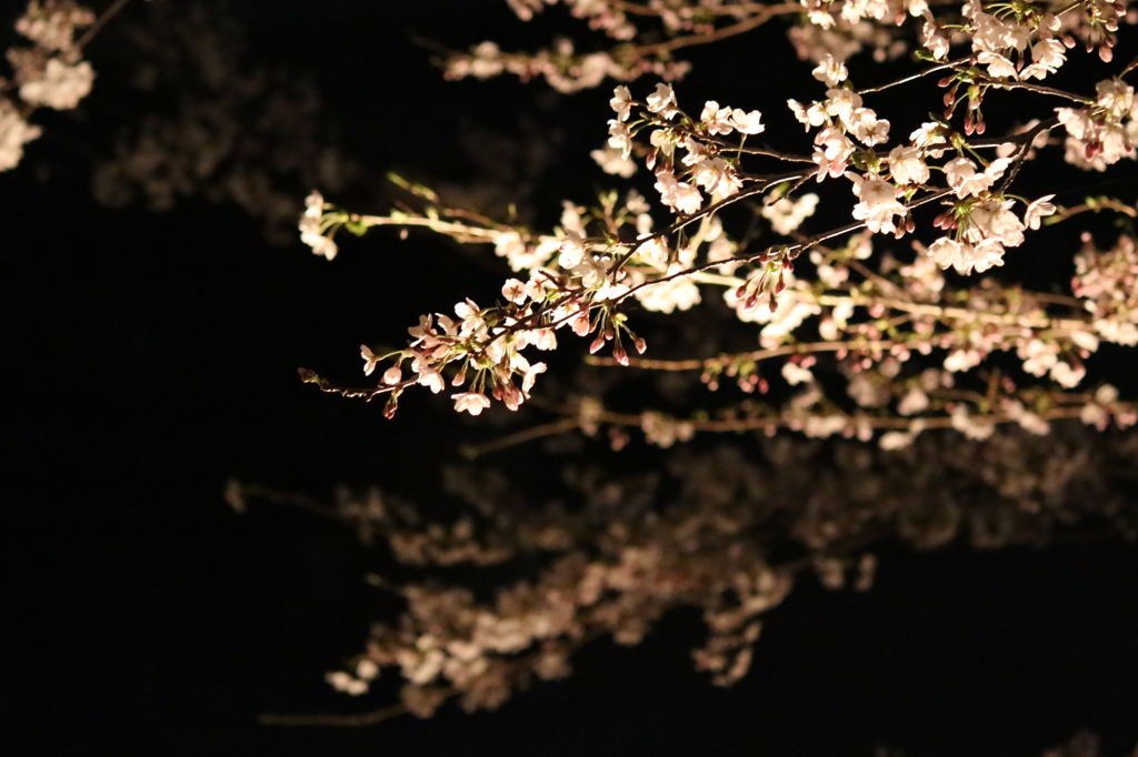 夜桜