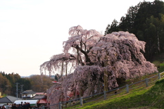 滝桜1