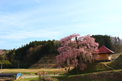 不動桜