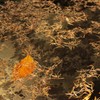 湧き出る泉に浮かぶ落葉松とブナの葉