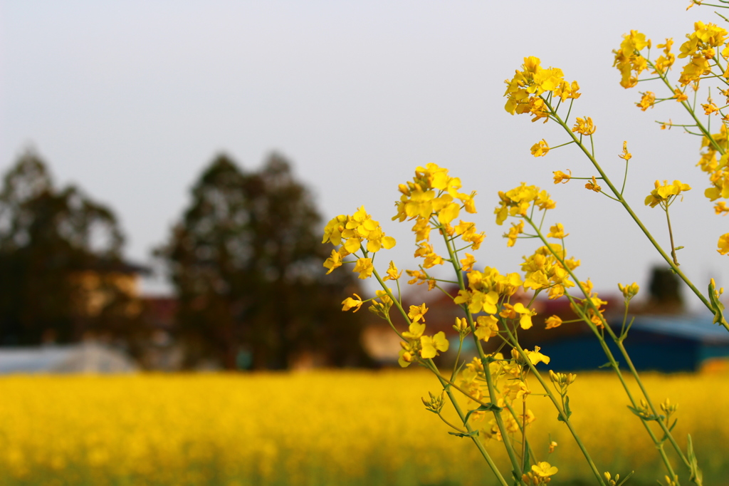 菜の花畑