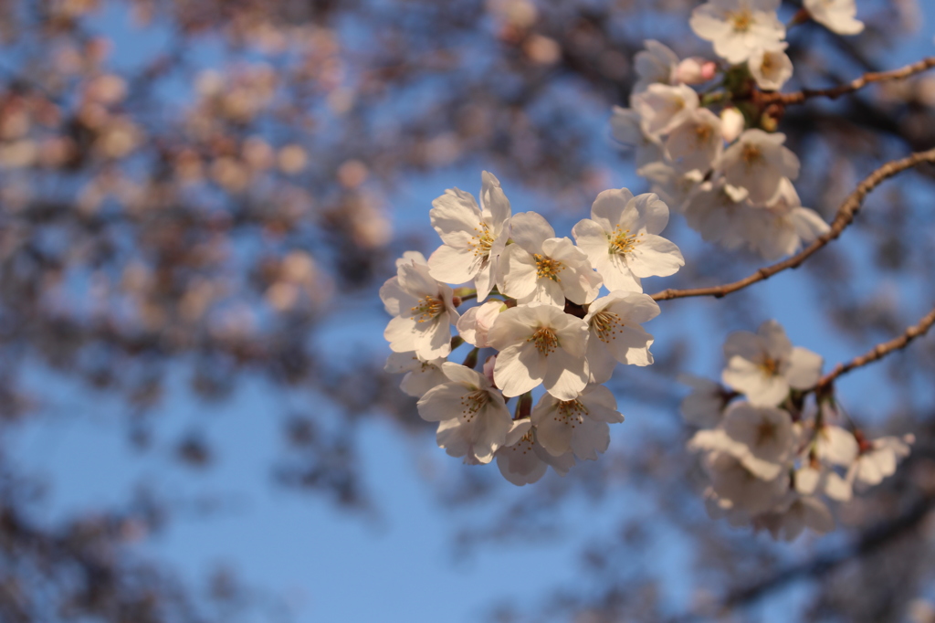 桜
