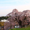 滝桜5