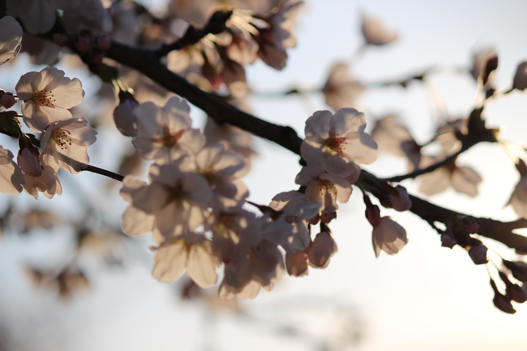 夕陽に透ける桜