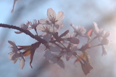 Cherry blossom