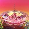 水面花