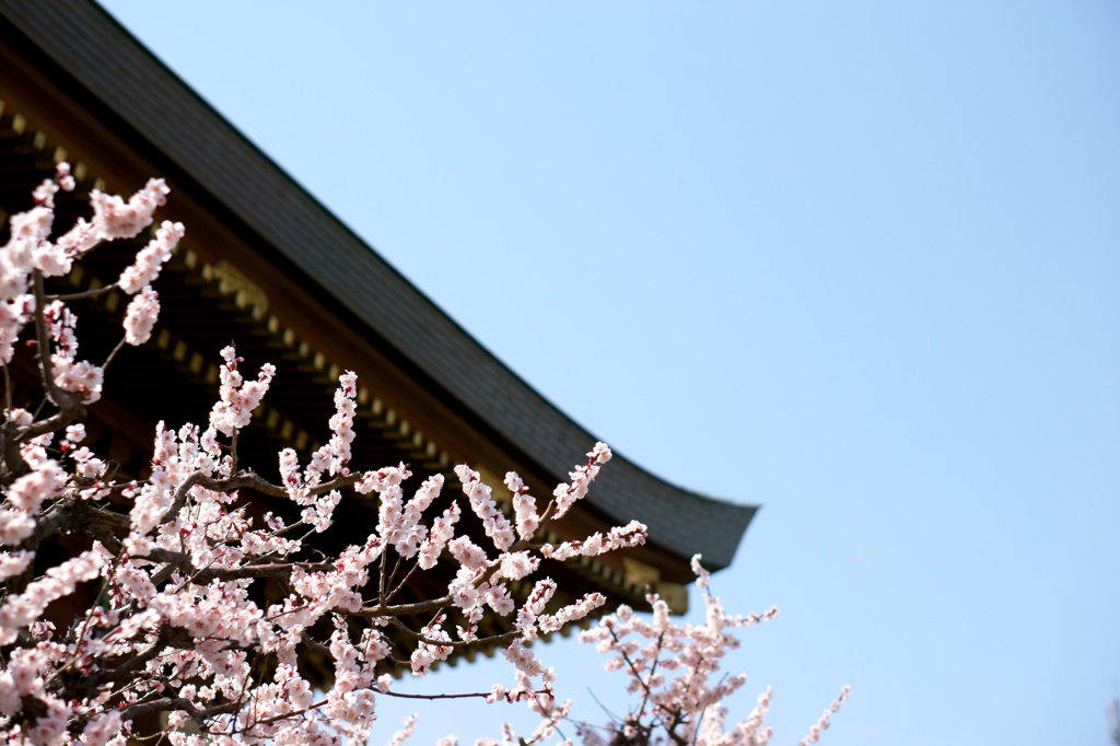 湯島天神