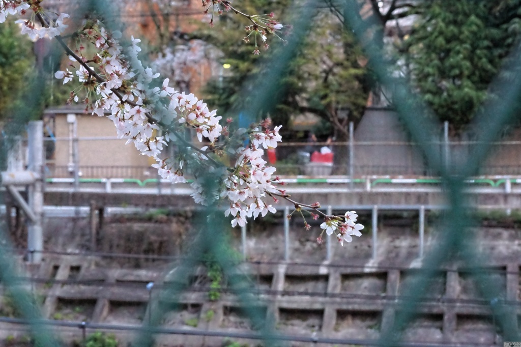 染井の桜8