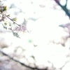 桜2