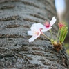 染井の桜5