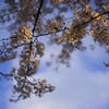 染井の桜1
