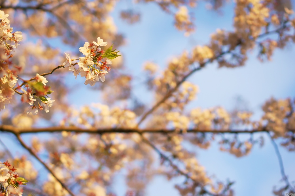 染井の桜3