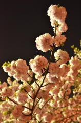 ぼんぼり夜桜