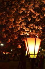 ぼんぼり夜桜