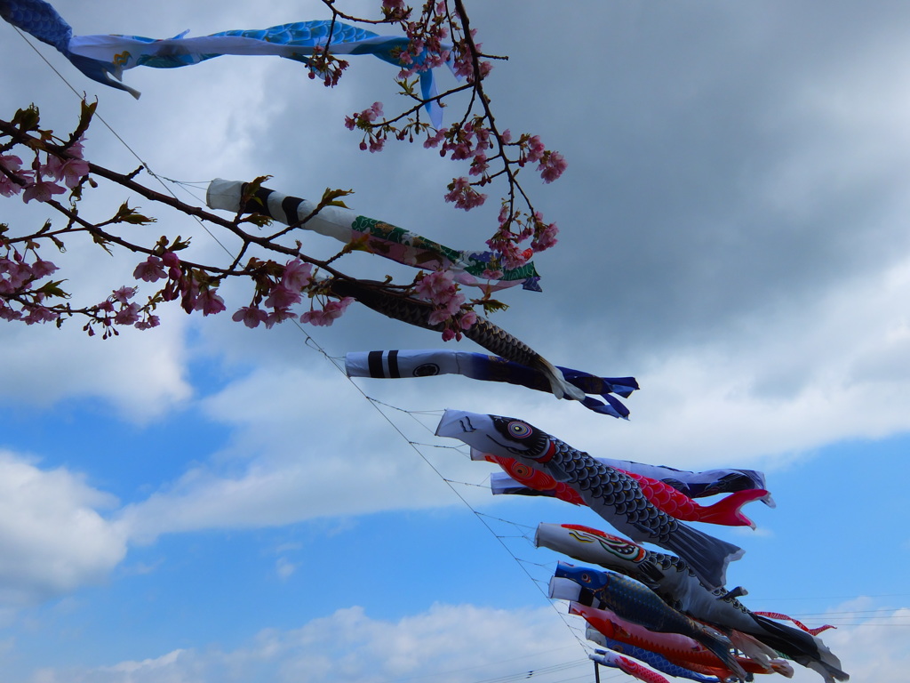 鯉のぼりと河津桜
