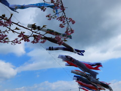 鯉のぼりと河津桜