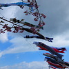 鯉のぼりと河津桜
