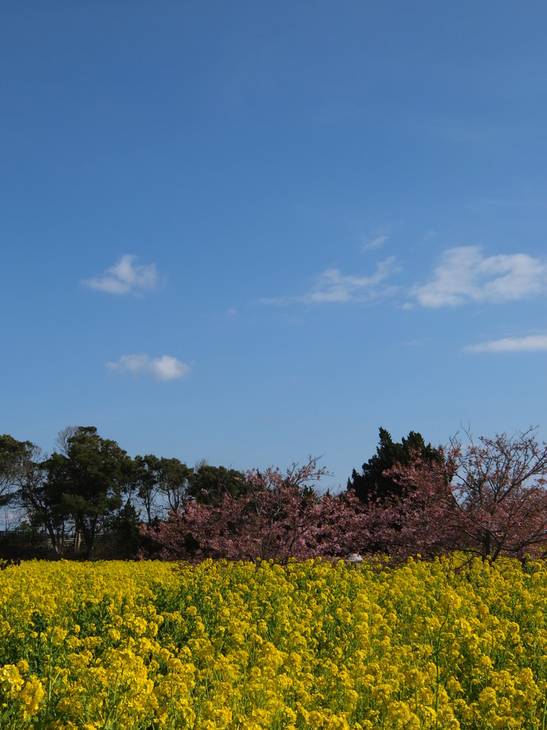 春の風景