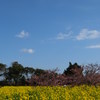 春の風景