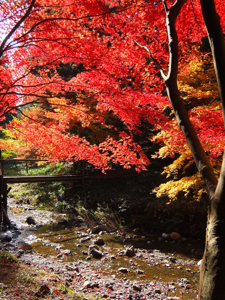 紅葉