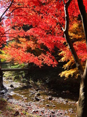 紅葉