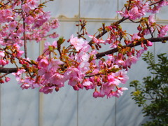 河津桜