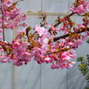 河津桜