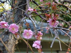 近所の枝垂れ梅