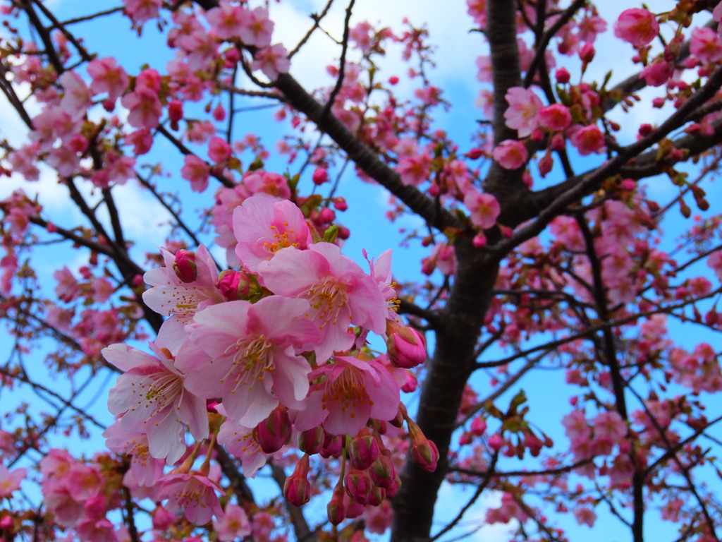 河津桜