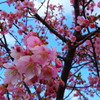 河津桜