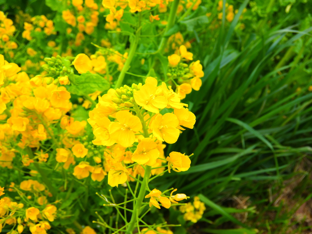 菜の花