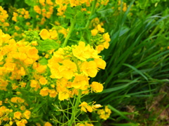 菜の花
