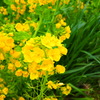 菜の花
