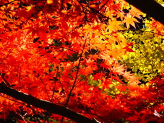 紅葉