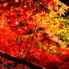 紅葉