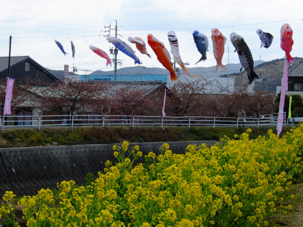 菜の花まつり