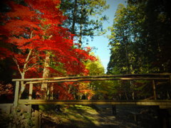 紅葉