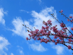 空と桜