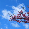 空と桜