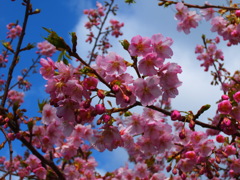 河津桜