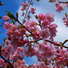 河津桜