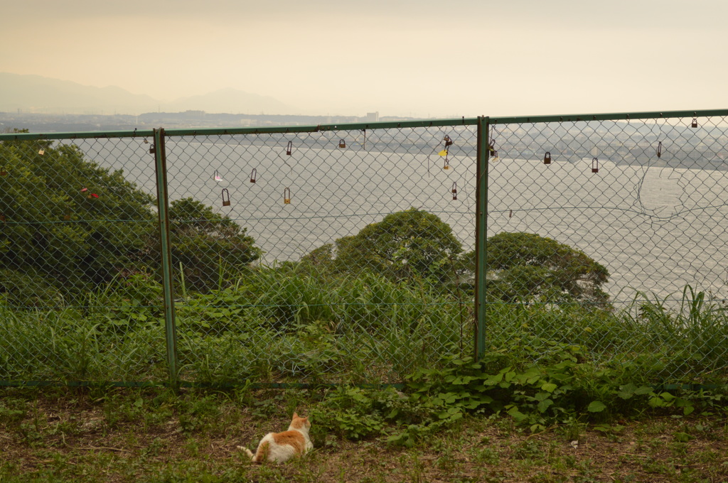 江ノ島を見下ろす猫