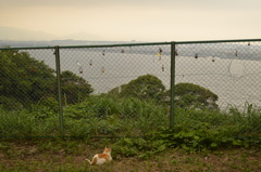江ノ島を見下ろす猫