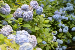 明月院の紫陽花