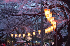 上野恩賜公園 夕方の桜